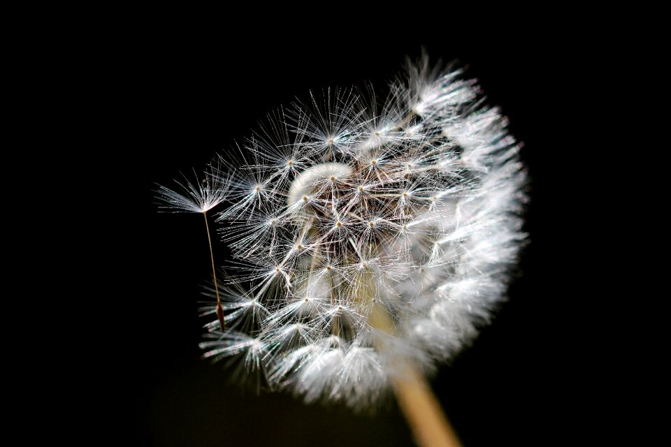 Plant close up macro