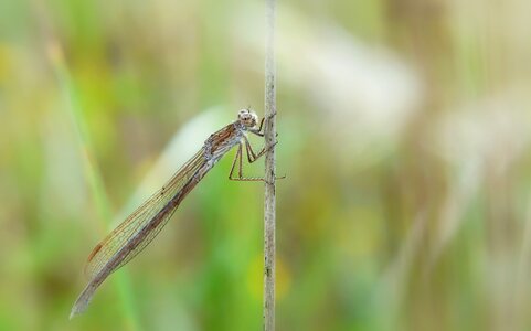 Antennae model animals
