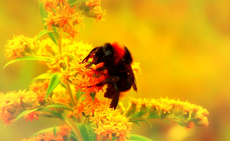 Flower apiformes animals