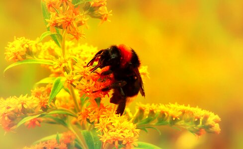 Flower apiformes animals