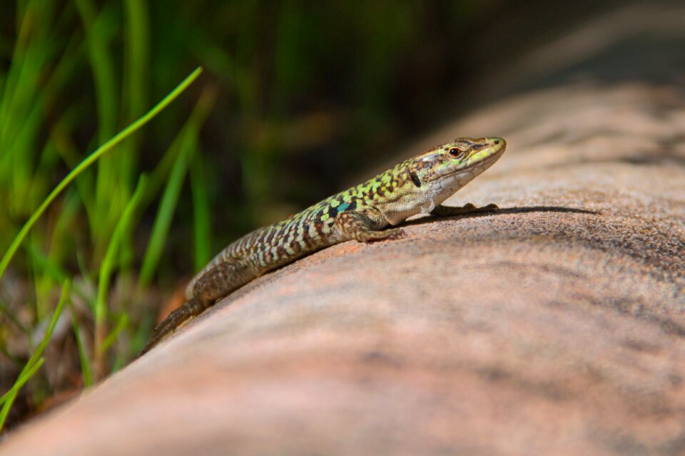 Green close up animal world