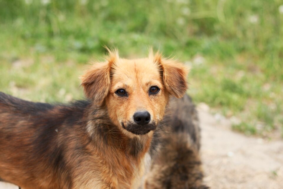 Brown small dog curiosity