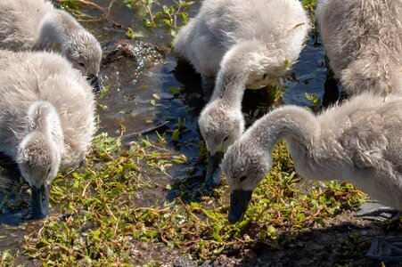 Cub bird plumage