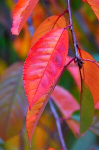 Color leaves trees