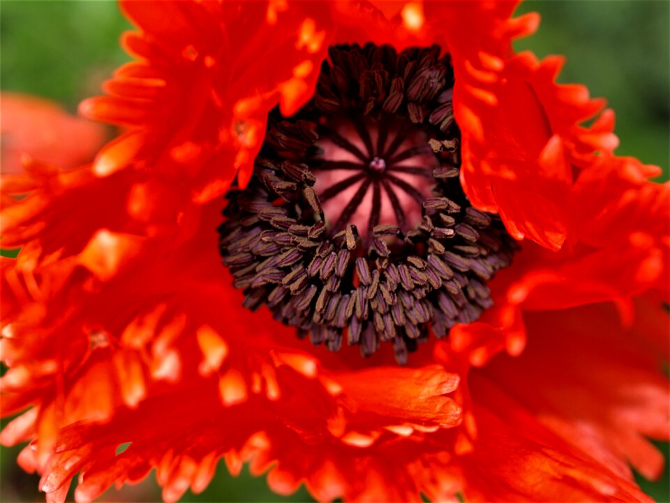 Bloom petals red flower