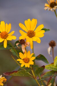 Yellow flowers flora
