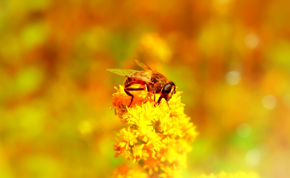 Bokeh animals nature