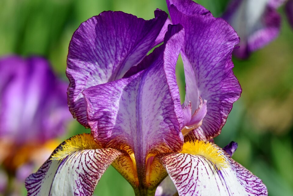 Spring flower flower plant