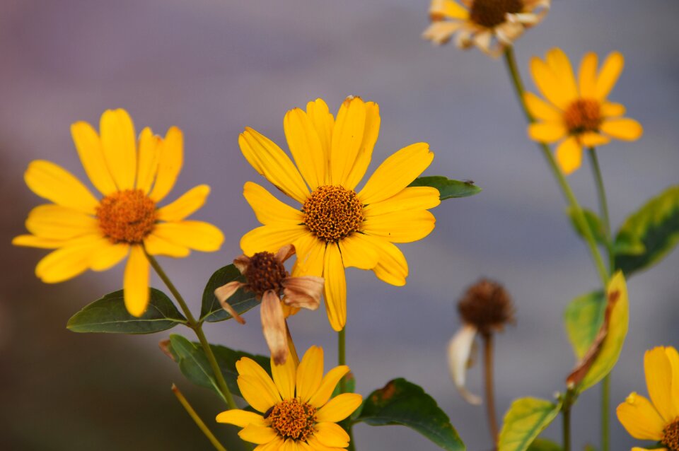 Yellow flowers flora