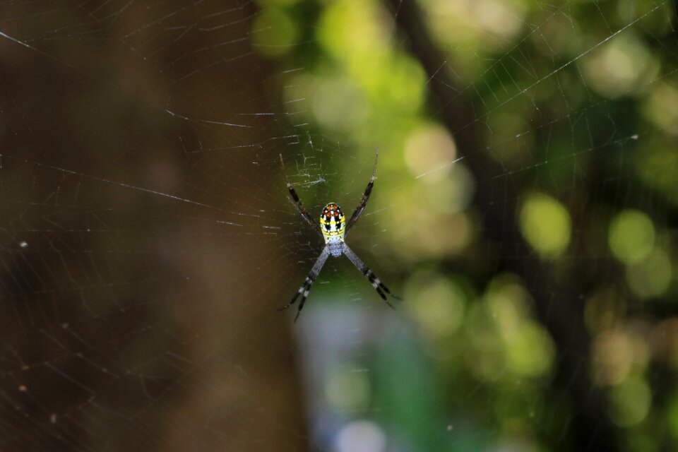 Spider sun nature
