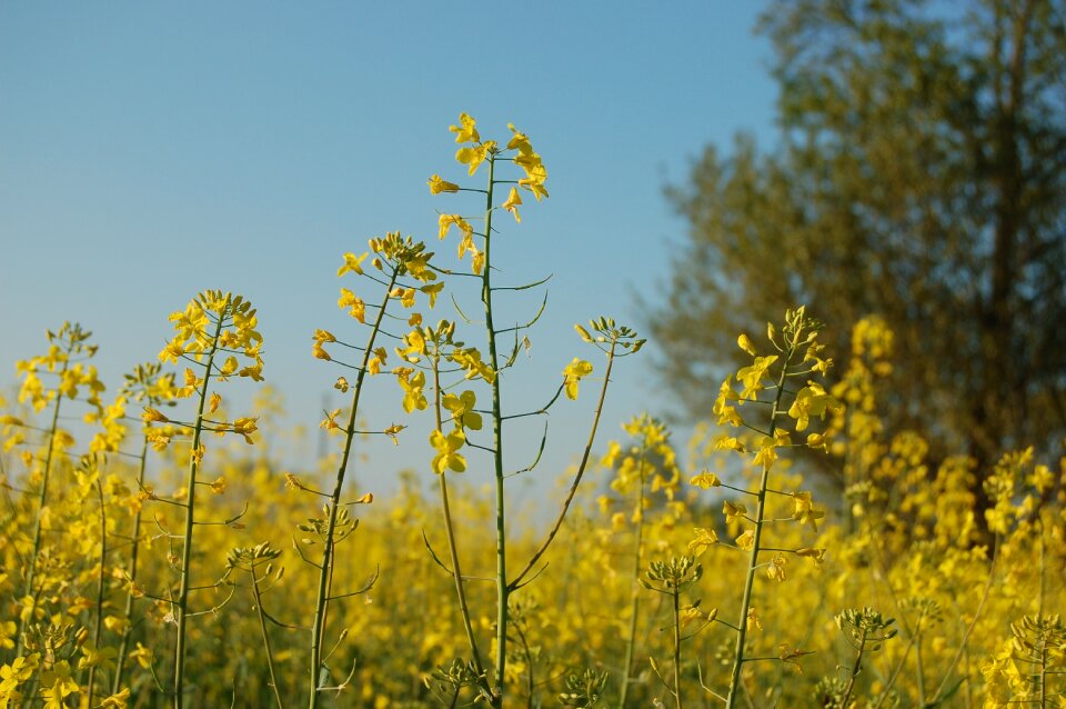 Nature landscape rape flower