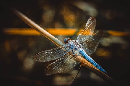 Nature wings blue photo