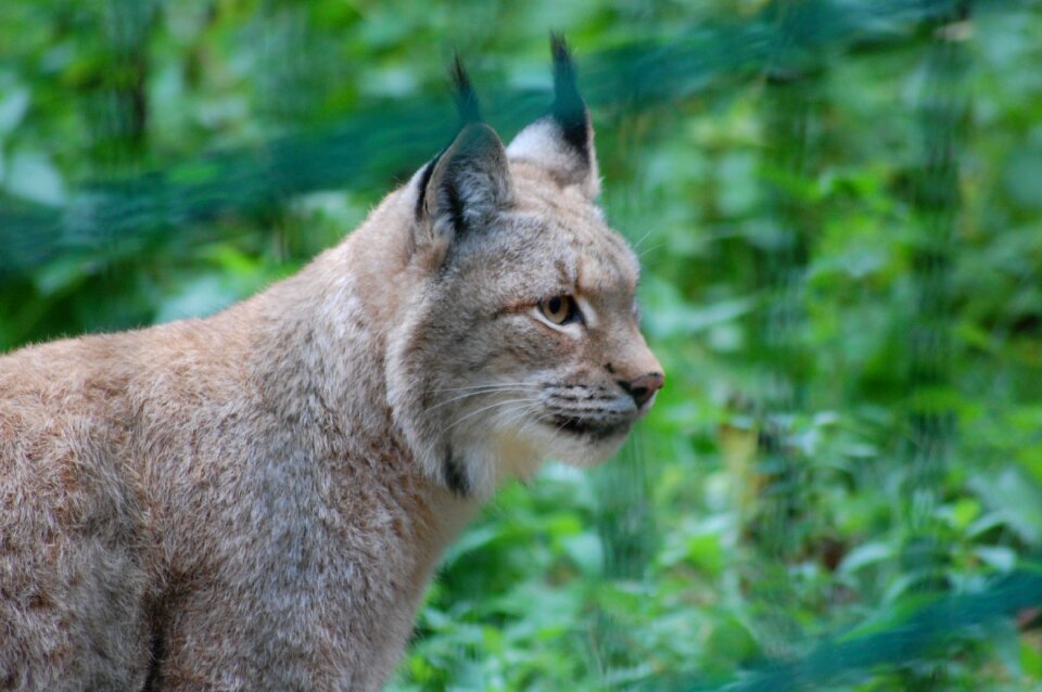 Nature wild carnivores wildcat
