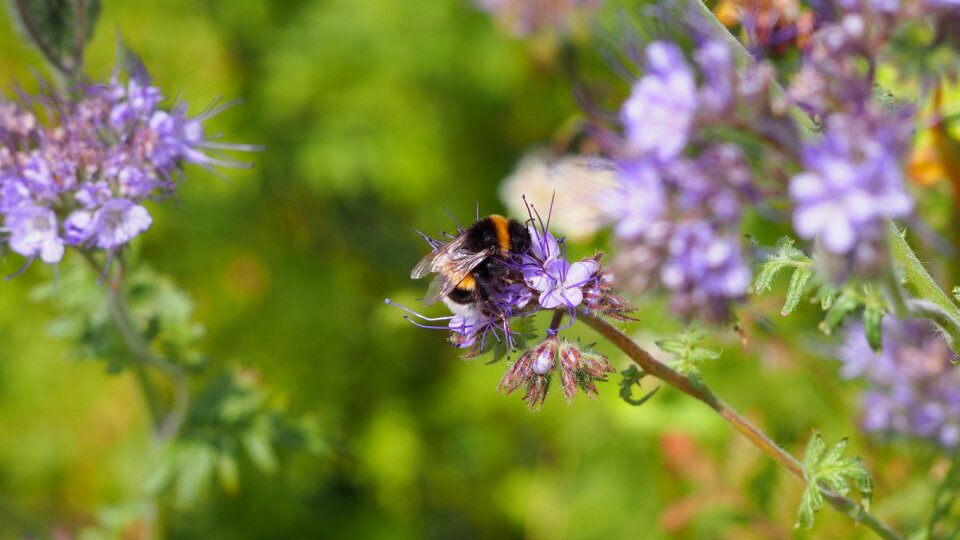 Insect close up pollination photo