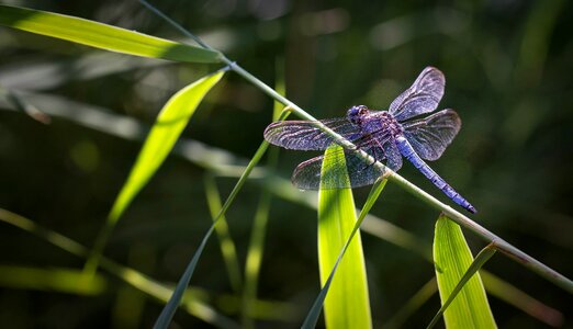 Insect blue animals photo