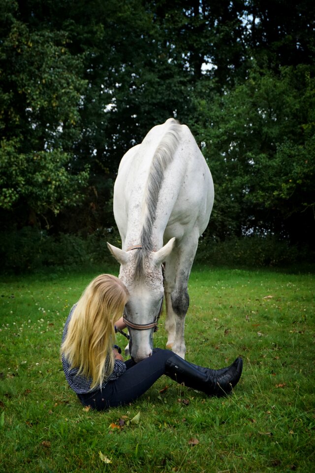 Horse stallion white