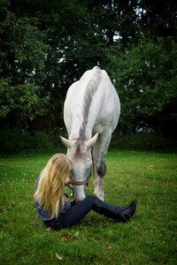 Horse stallion white