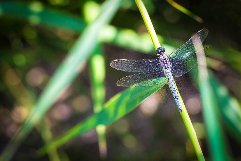 Insect blue animals
