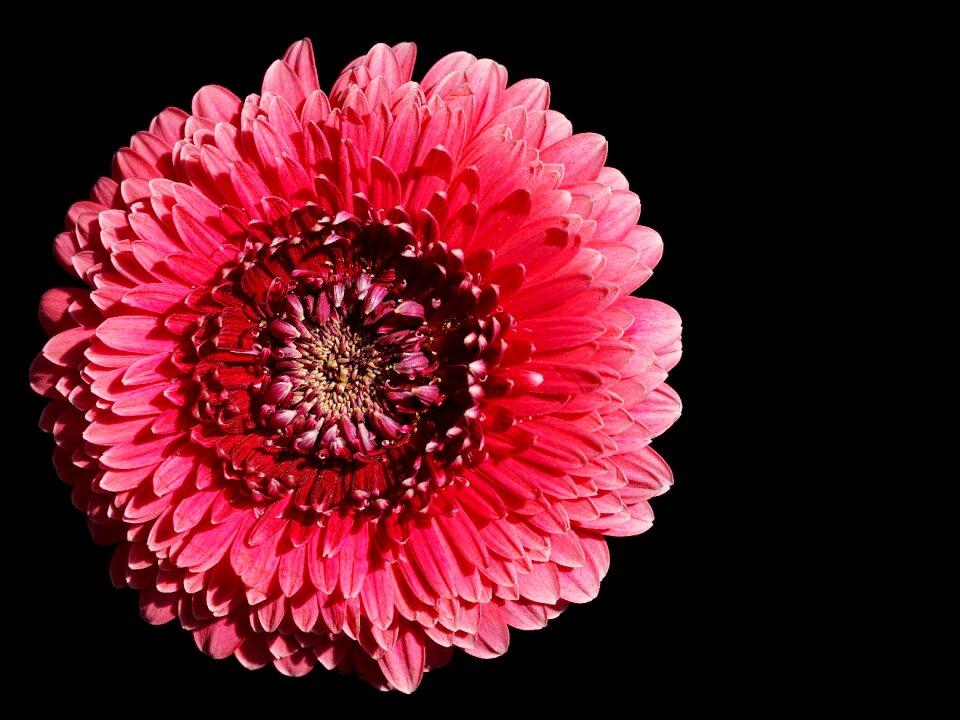 Bloom flower bright