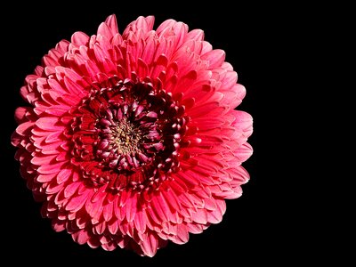 Bloom flower bright