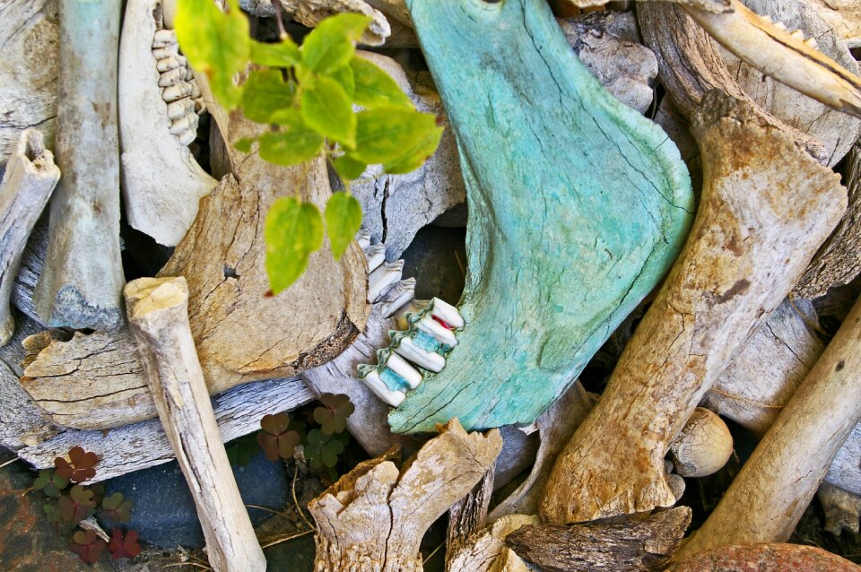 Skeleton death head