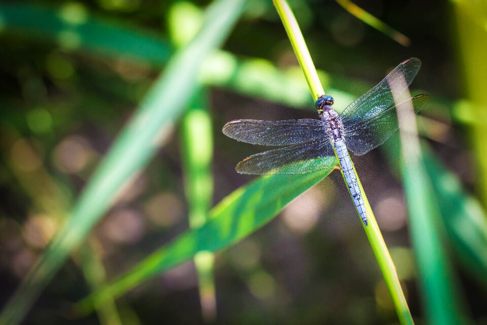Insect blue animals