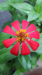 Flowers red autumn leaves