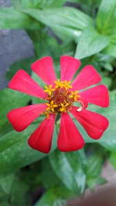 Flowers red autumn leaves photo