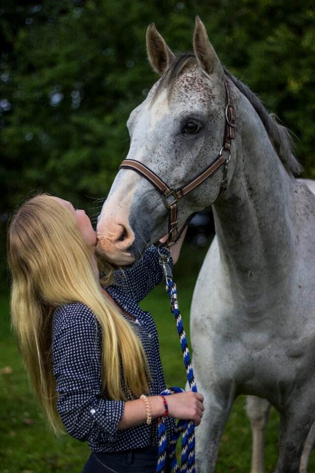 Horse stallion white