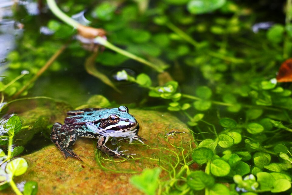 Animal green water photo