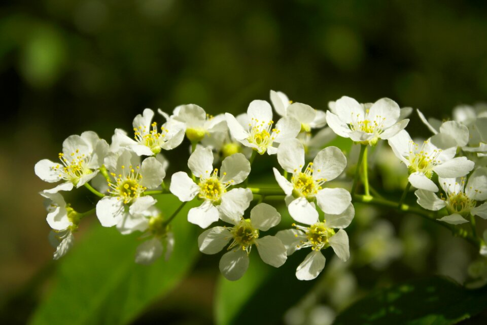 Flowers bird-cherry branch may