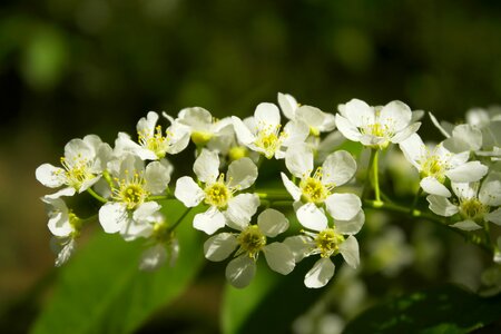 Flowers bird-cherry branch may