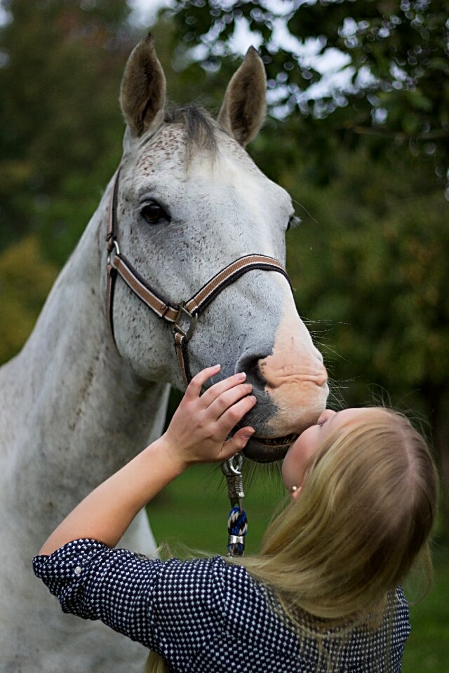 Horse stallion white