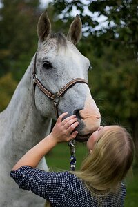 Horse stallion white photo