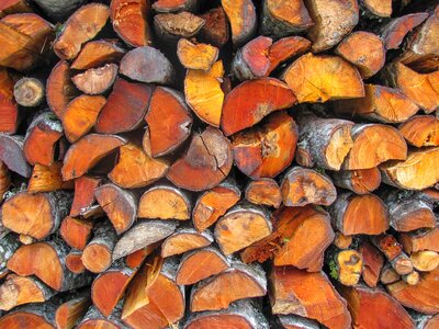 Nature log tree