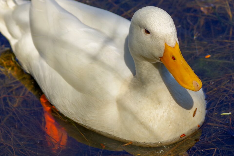 Water birds fauna cam