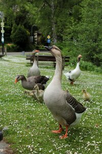 Animal world geese plumage