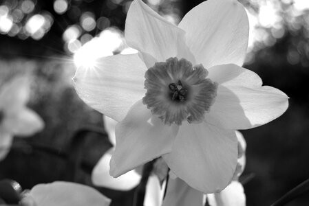 Sunlight black and white sunrise photo