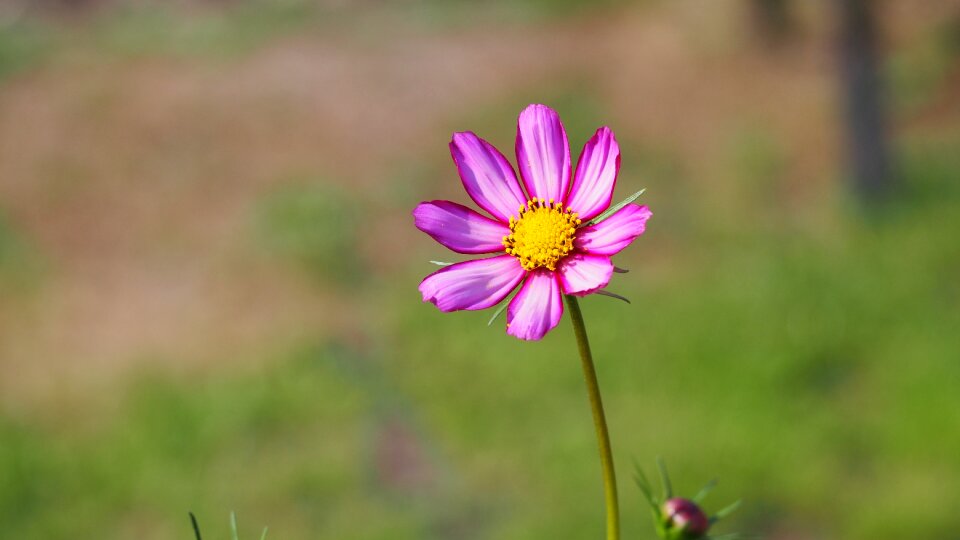 Pollen pink summer photo