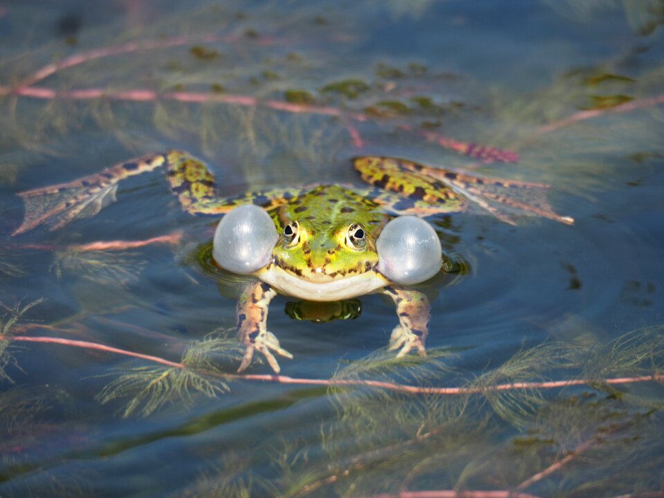 Green green frog water
