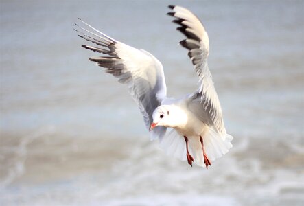 Seagull gull freedom photo
