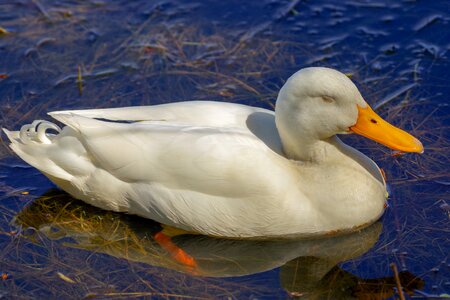 Waterfowl sleep water