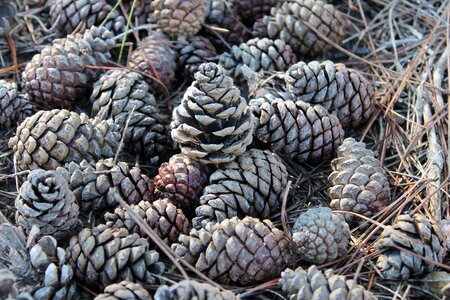 Autumn needles conifer