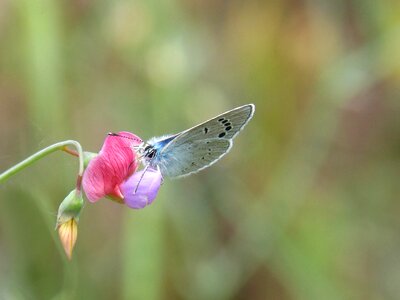 Libar flower smell pea