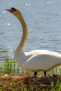 Nest waterfowl nature