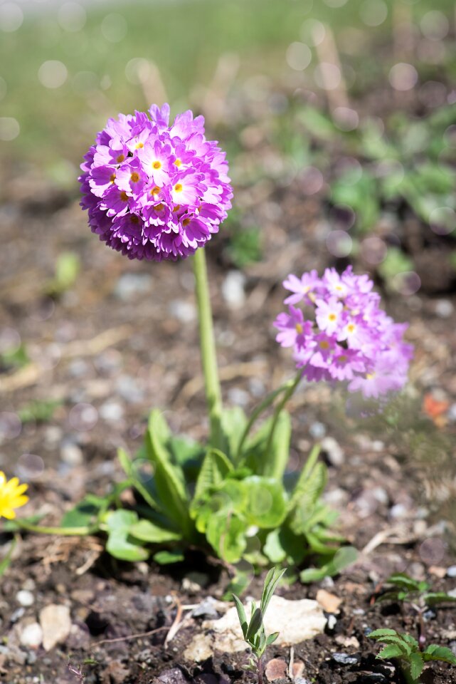 Pink primrose pink ball primrose garden