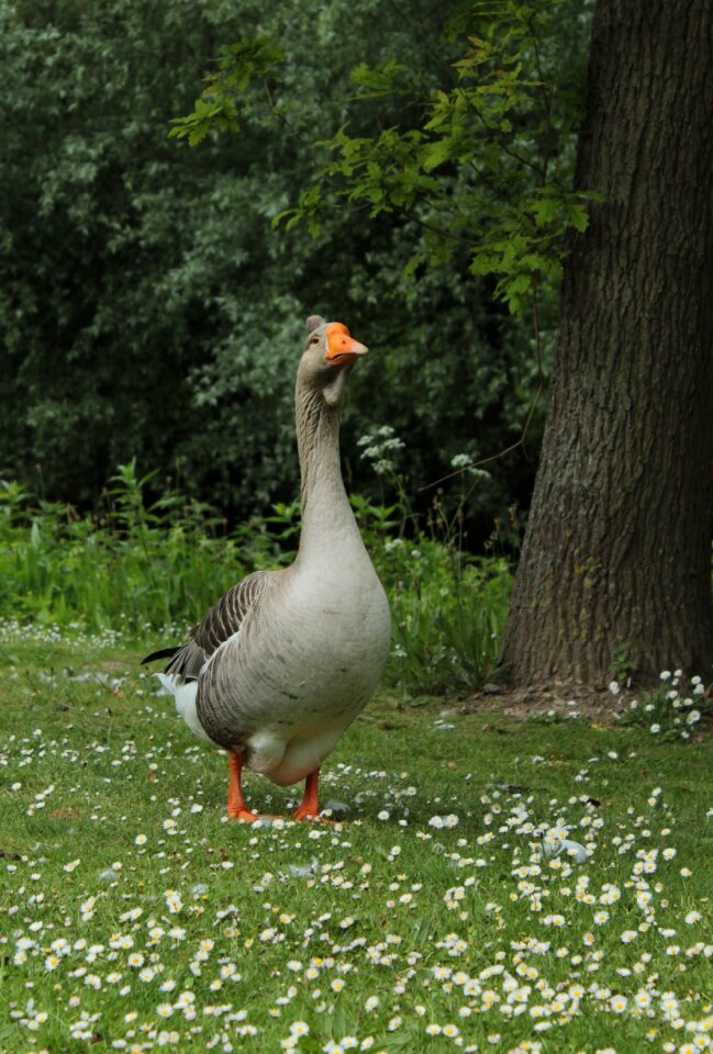 Waterfowl plumage migratory birds
