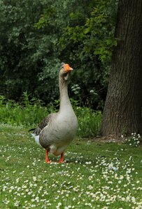 Waterfowl plumage migratory birds