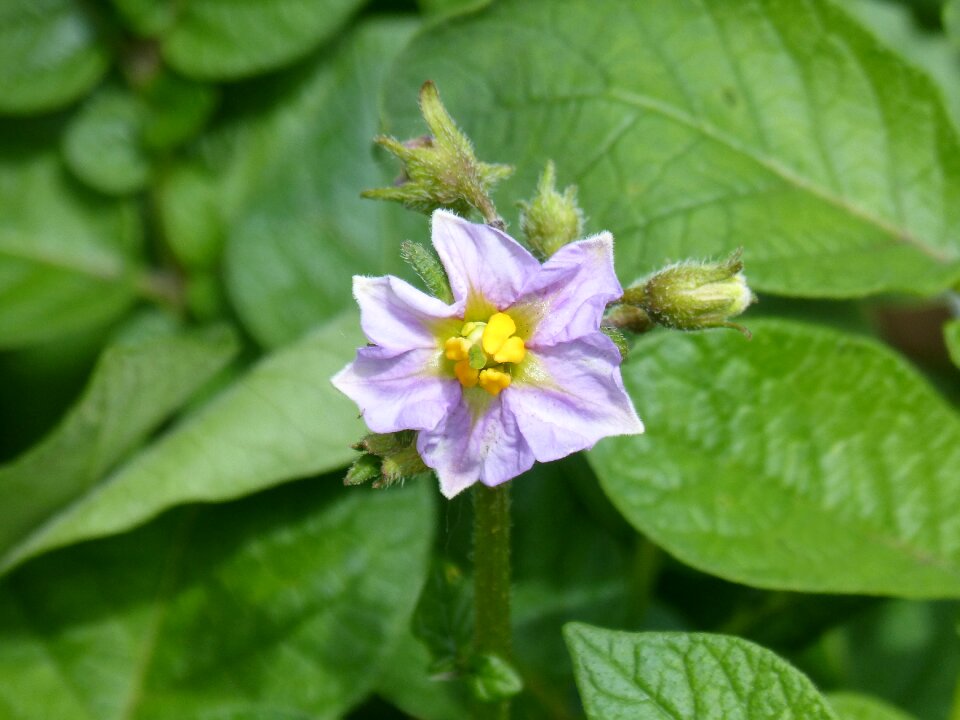 Patatal potato vegetable