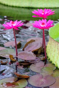 Lily pad kelluvalehtinen water lily flower photo